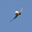 Cave Swallow